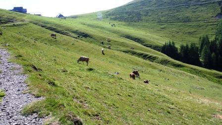 Bistriška planina.jpg